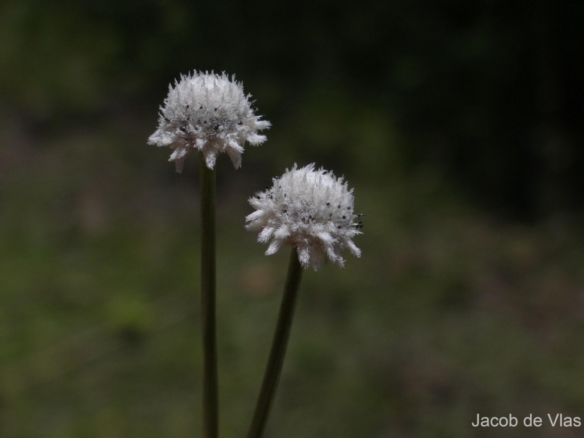 Eriocaulon thysanocephalum S.M.Phillips